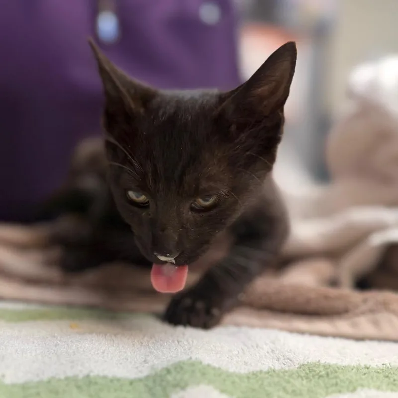 A baby small-sized female Black Domestic Short Hair cat named Katerina for adoption in Newark, NJ