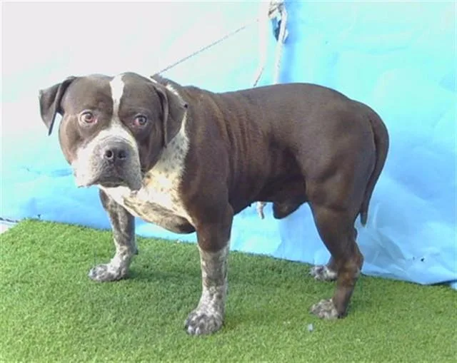 An adult large-sized male American Bulldog dog named Oreo for adoption in Gardena, CA