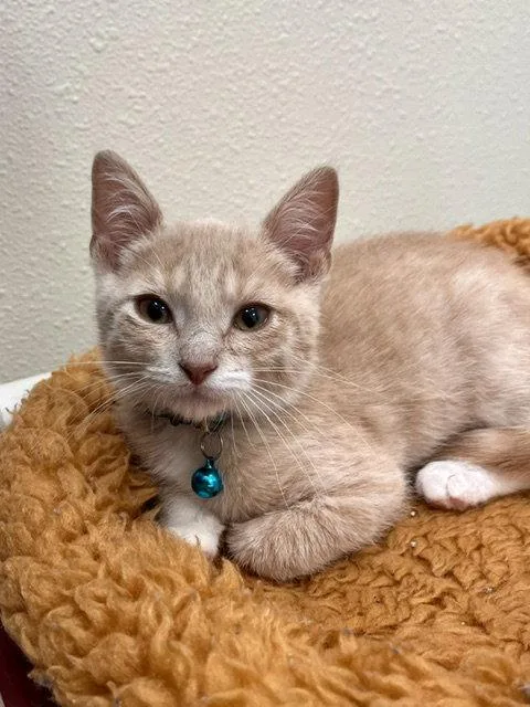 A baby small-sized male Orange & White Domestic Short Hair cat named Zak for adoption in Webster, WI
