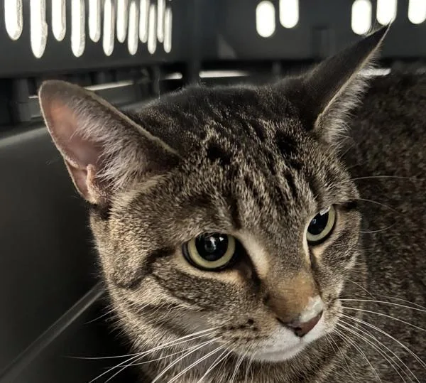 An adult medium-sized female Domestic Short Hair cat named Roxy for adoption in Ridgewood, NY