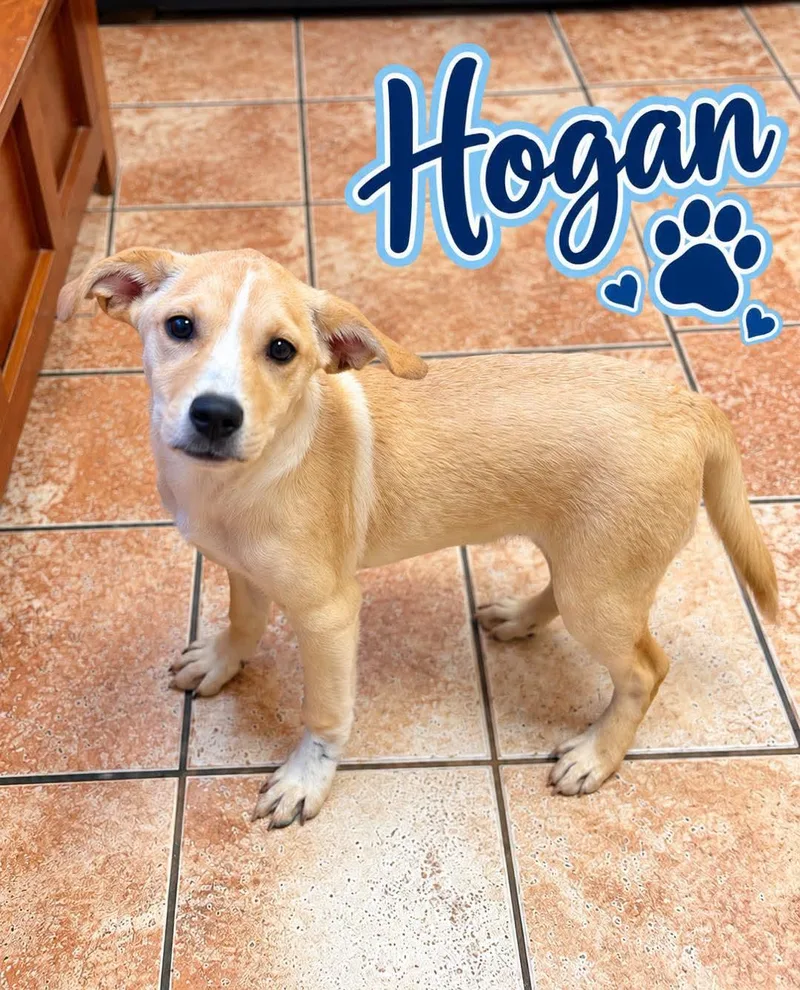A young medium-sized male Labrador Retriever dog named Hulk Hogan for adoption in Rock Hill, NY