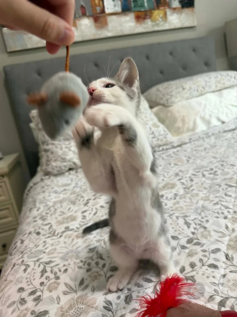 Max