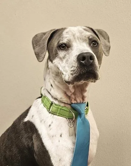 A young medium-sized male Gray / Blue / Silver Mixed Breed dog named Gunny for adoption in Hamilton, OH