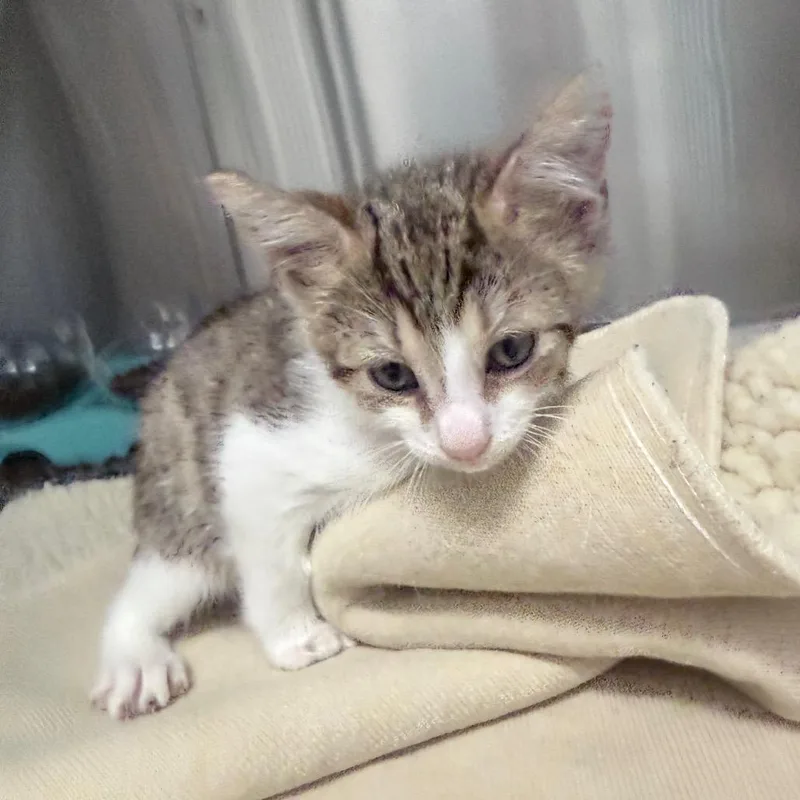 A baby small-sized male Brown / Chocolate Domestic Short Hair cat named Marriott for adoption in Jupiter, FL