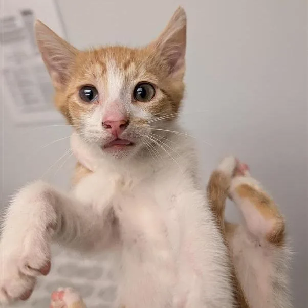 A baby small-sized male Orange / Red Domestic Short Hair cat named Telemachus for adoption in Jacksonville, FL
