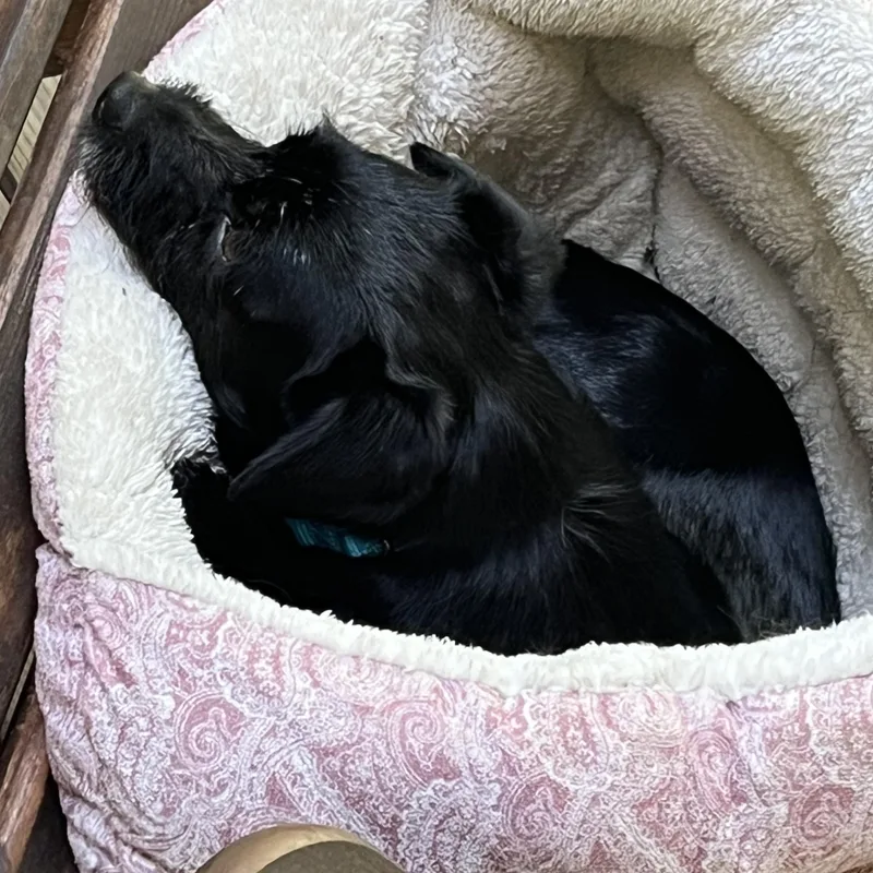 A young small-sized male Black Patterdale Terrier / Fell Terrier dog named Mr. Goofball Mo for adoption in Ridgefield, WA