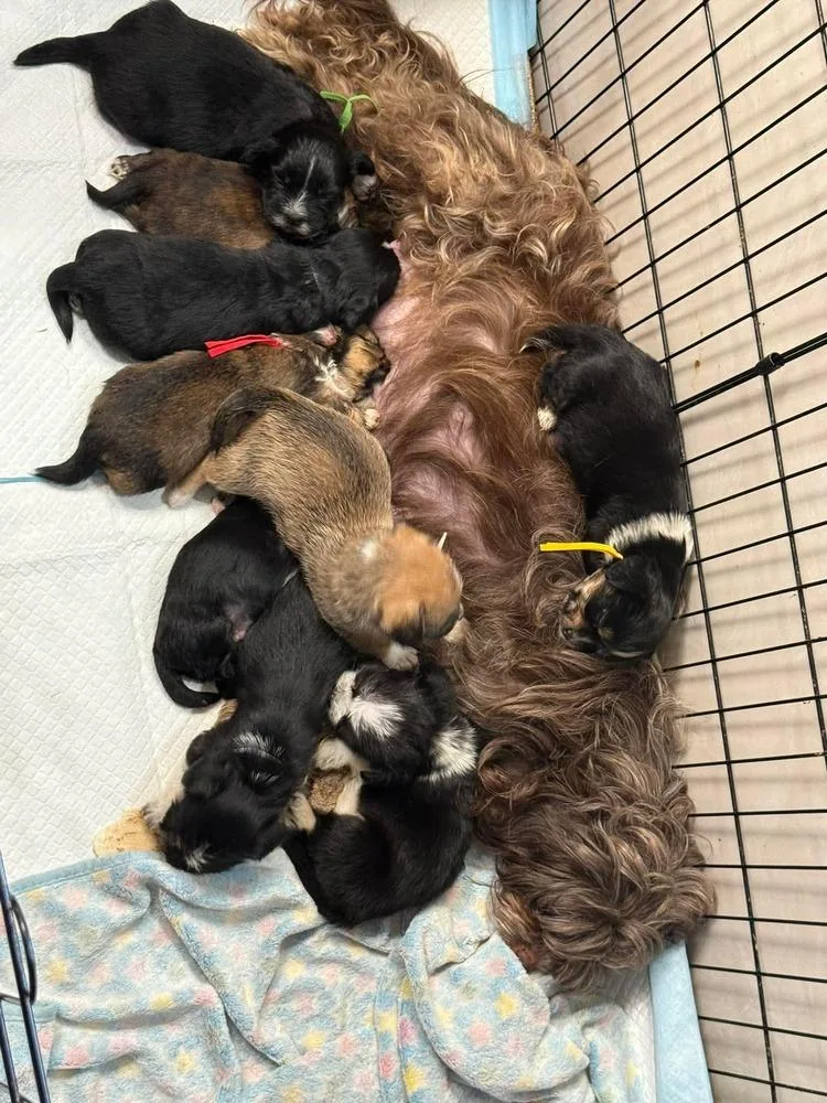 A baby small-sized male Tricolor (Brown, Black, & White) Cockapoo dog named Zeak for adoption in Syracuse, NY