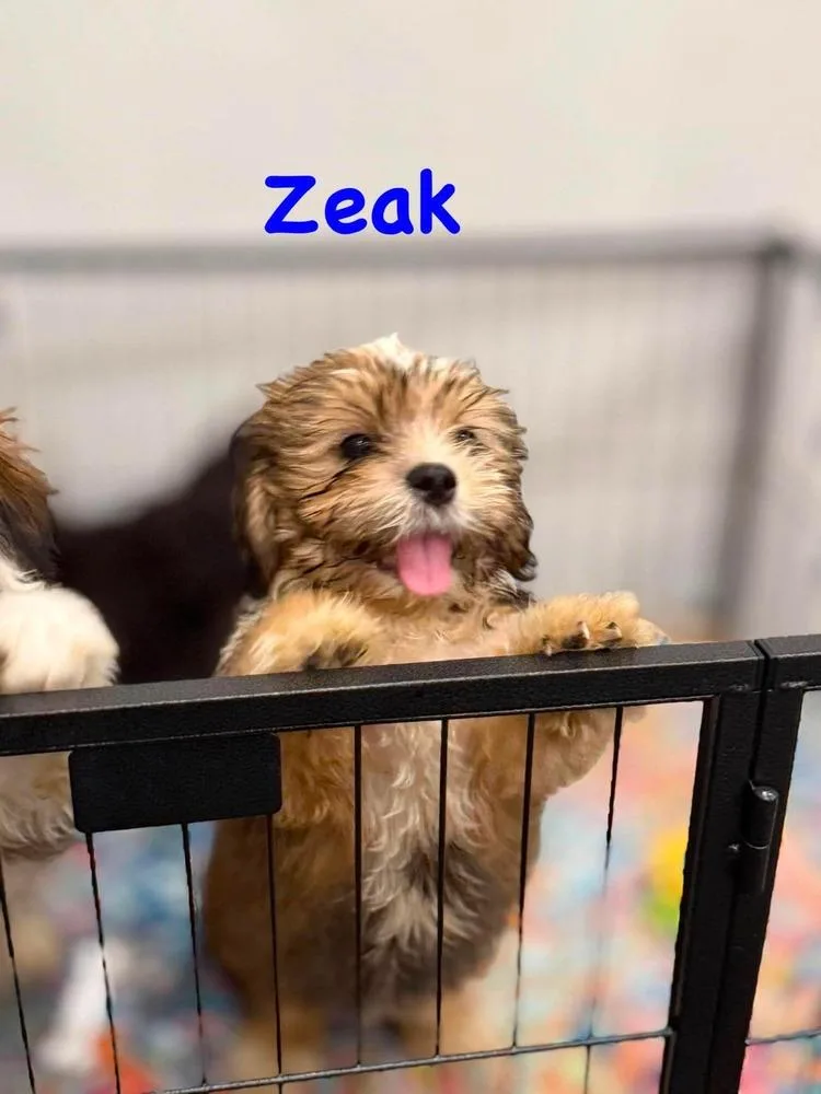 Zeak thumbnail 2