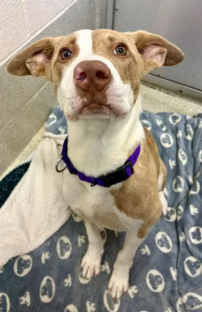A young medium-sized male Pit Bull Terrier dog named Bo for adoption in Statesville, NC