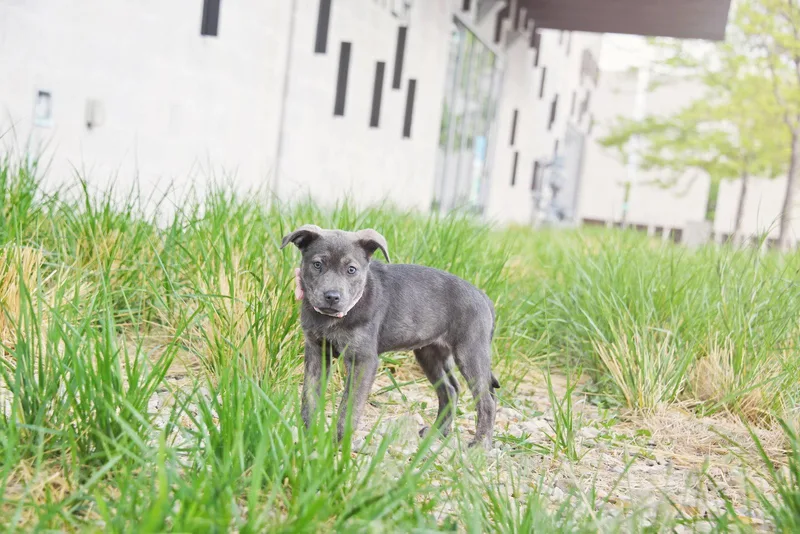 A baby medium-sized female Labrador Retriever dog named Mazy for adoption in Salt Lake City, UT