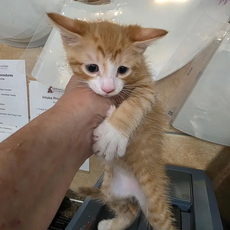 A baby small-sized male Orange / Red Domestic Short Hair cat named Mike Wazowski for adoption in Eureka Springs, AR