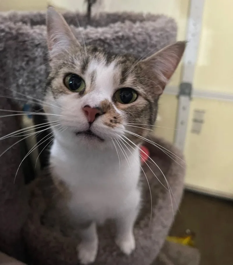 Watermelon thumbnail 2