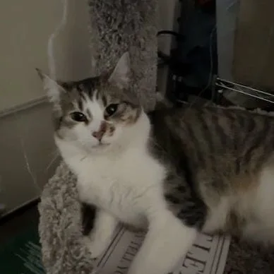 Watermelon thumbnail 3