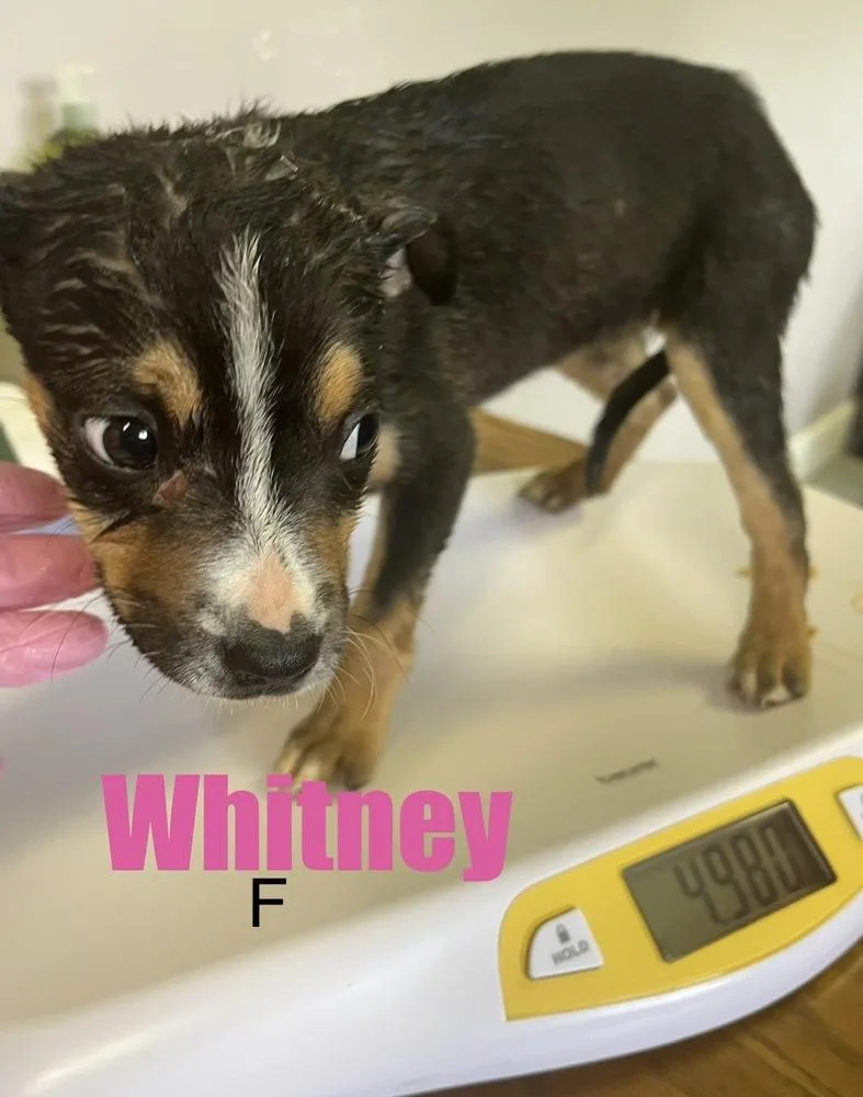 A baby medium-sized female Tricolor (Brown, Black, & White) Pit Bull Terrier dog named Whitney for adoption in Irwin, PA