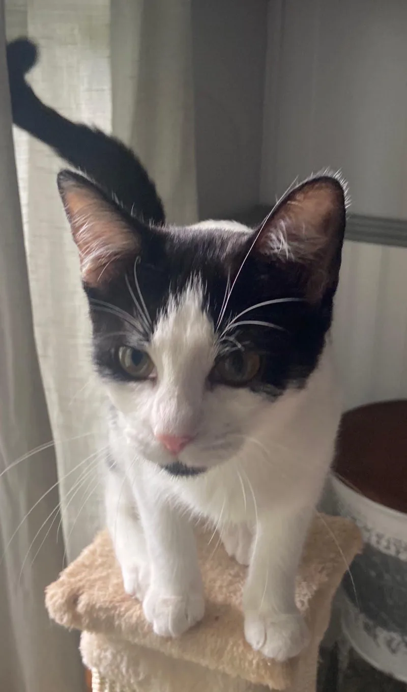 A young small-sized female Black & White / Tuxedo Domestic Short Hair cat named Fanny for adoption in LITTLE MOUNTAIN, SC