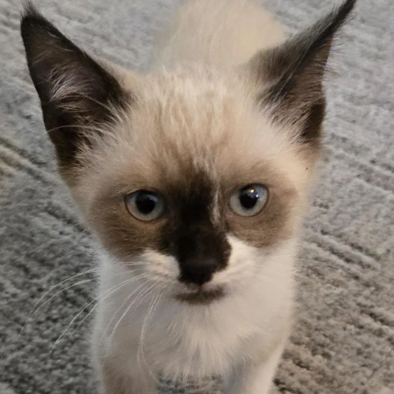 A baby small-sized male Domestic Short Hair cat named Merle for adoption in Cumming, GA