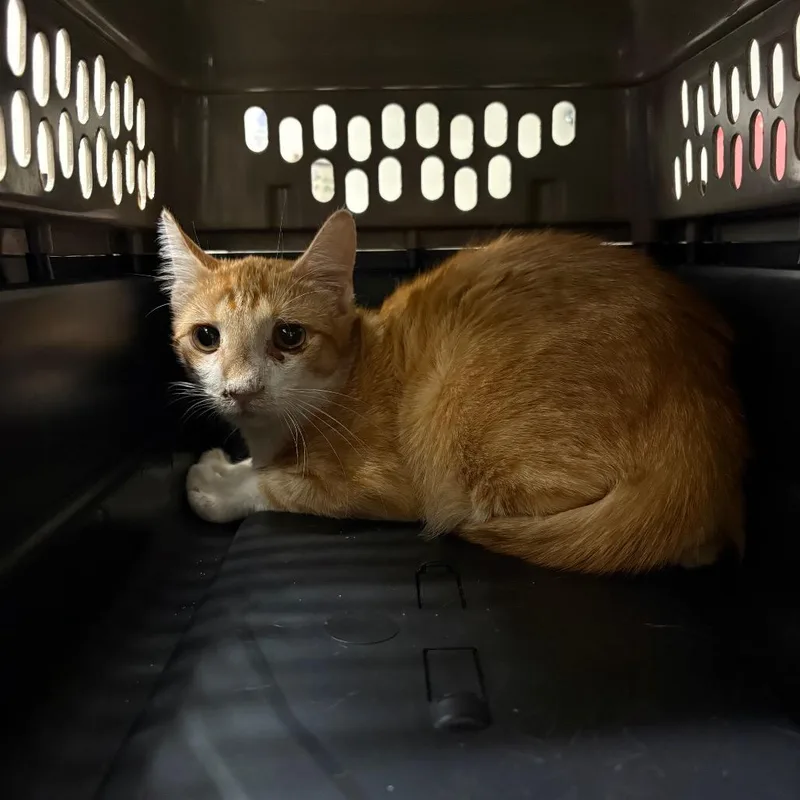 A baby medium-sized male Orange / Red Domestic Short Hair cat named Skoda for adoption in League City, TX