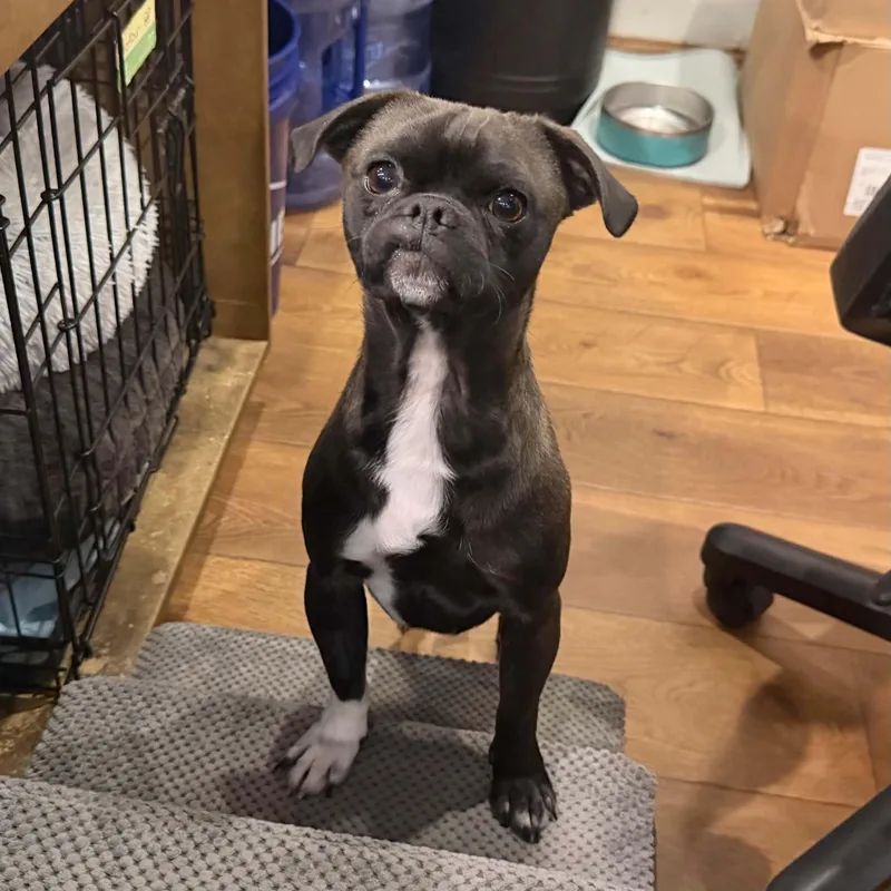 A young small-sized male Pug dog named Milo for adoption in Boulder, CO
