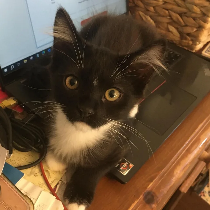 A baby small-sized male Black Domestic Short Hair cat named Periwinkle for adoption in Westminster, CA