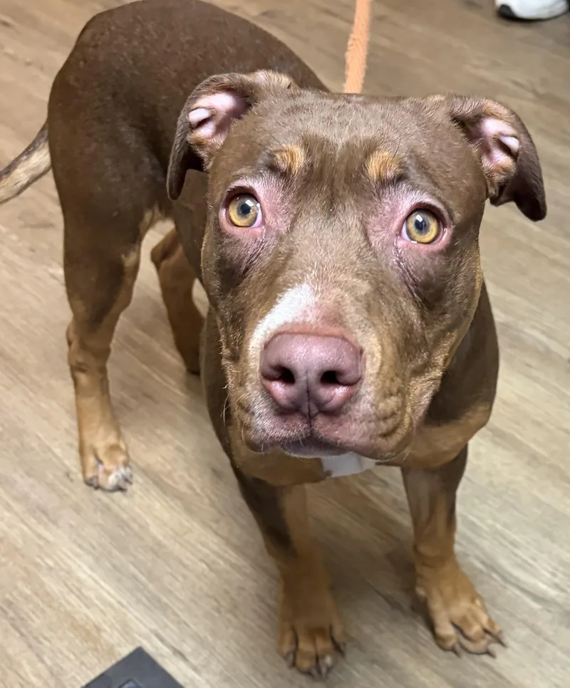 A young medium-sized female Brown / Chocolate Mixed Breed dog named Latte for adoption in McKeesport, PA