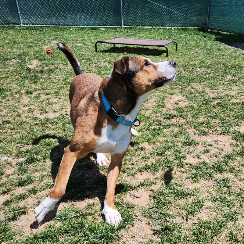 An adult medium-sized male Brown / Chocolate Shepherd dog named Milo for adoption in Harrisonburg, VA