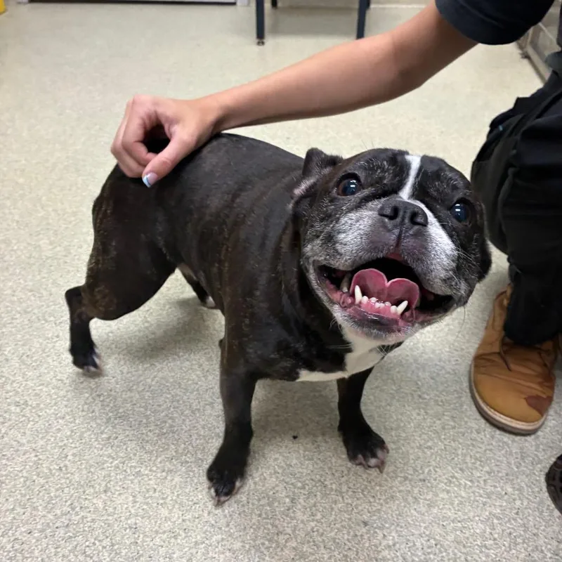 An adult medium-sized female Black French Bulldog dog named Truffles for adoption in Windsor, VA
