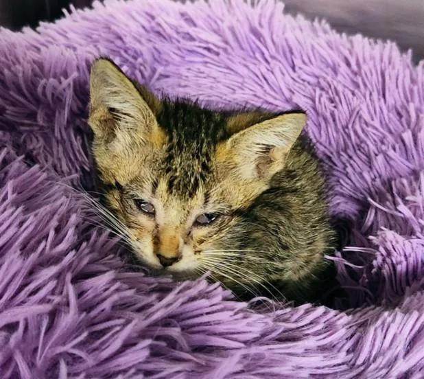 A baby small-sized female Domestic Short Hair cat named Kelly for adoption in Houston, TX