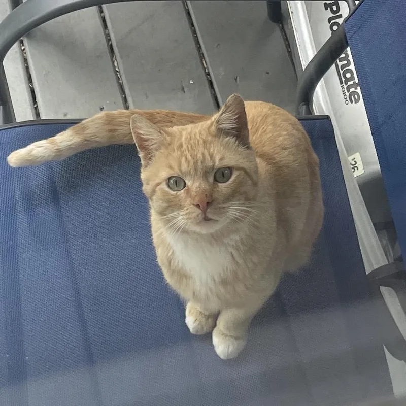An adult medium-sized male Orange / Red Domestic Short Hair cat named O.j. for adoption in Wilmington, DE