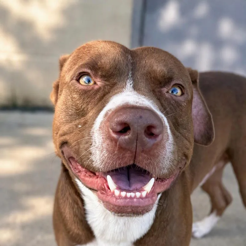 An adult medium-sized male Pit Bull Terrier dog named Count Chocula for adoption in Brenham, TX