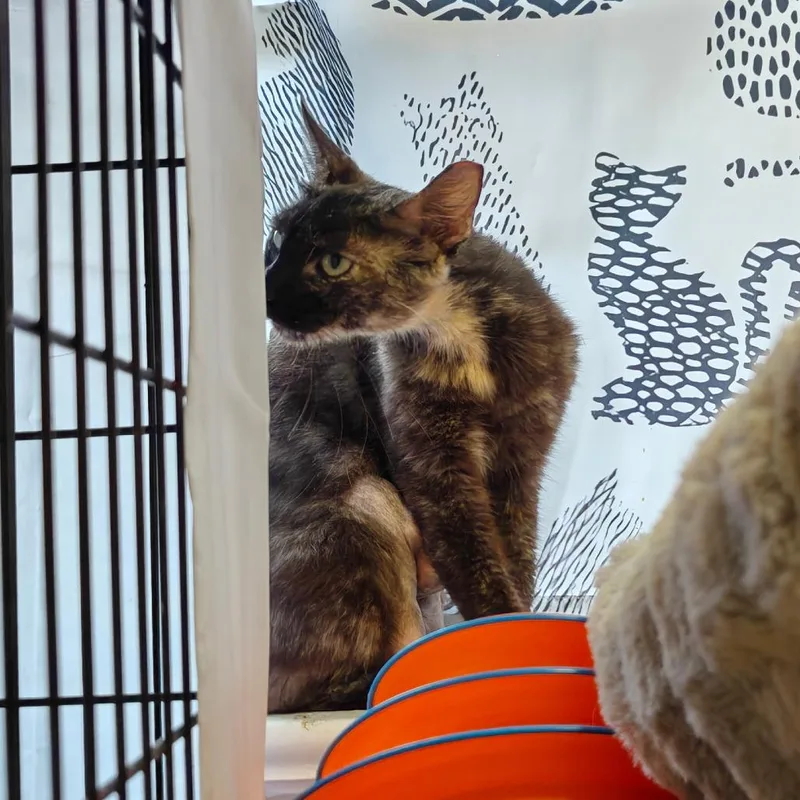 An adult medium-sized female Black Domestic Short Hair cat named Mama Tortie for adoption in New Orleans, LA