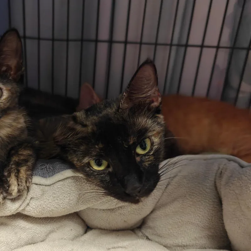 Mama Tortie thumbnail 2