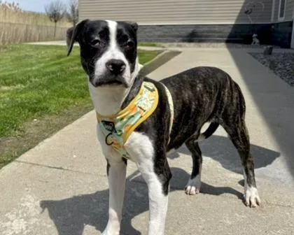 A young medium-sized female Mixed Breed dog named Yin for adoption in West Seneca, NY