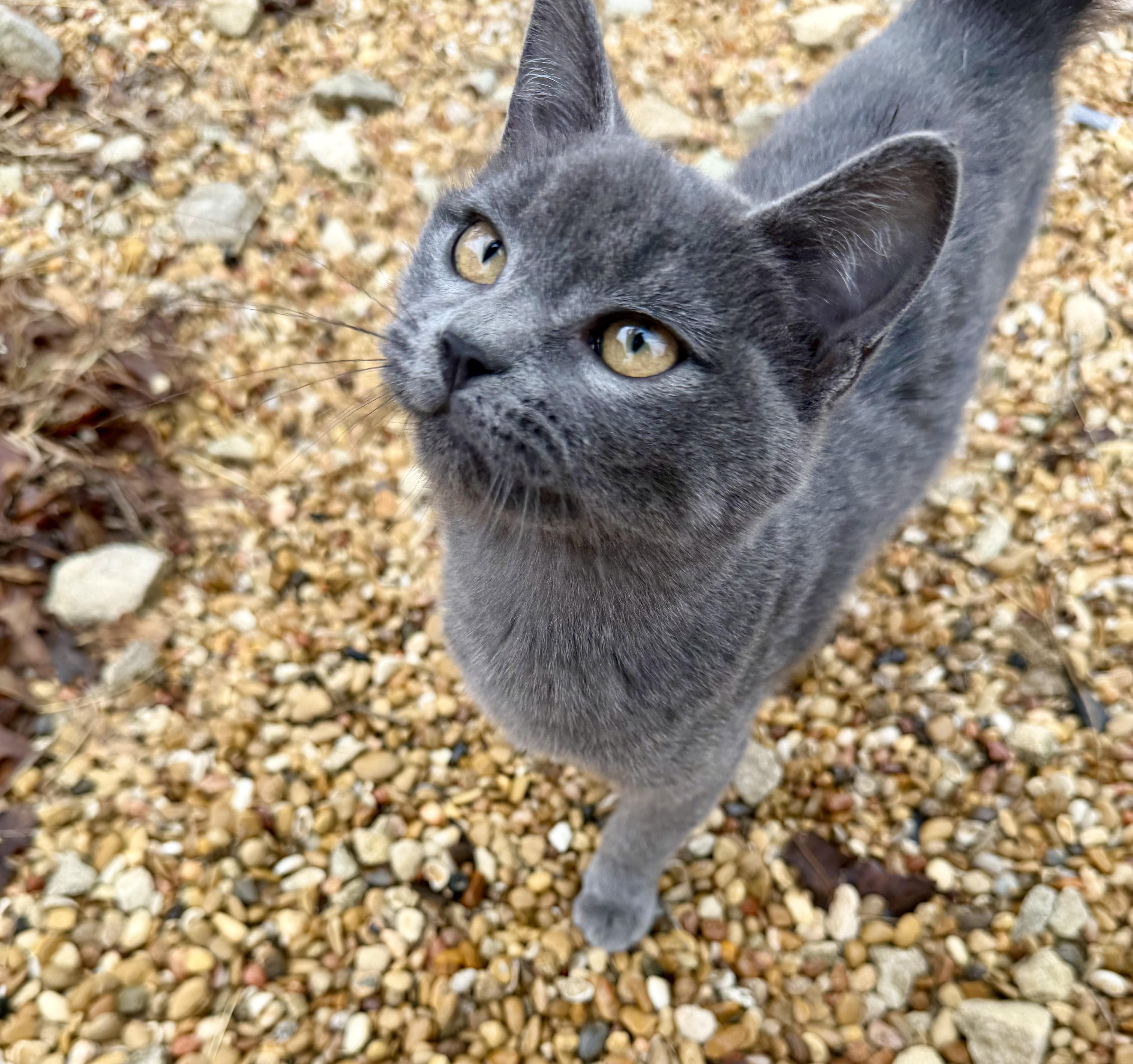 Moonie Sparkles thumbnail 2