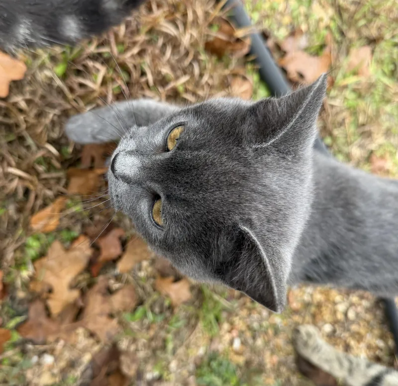 Moonie Sparkles thumbnail 6