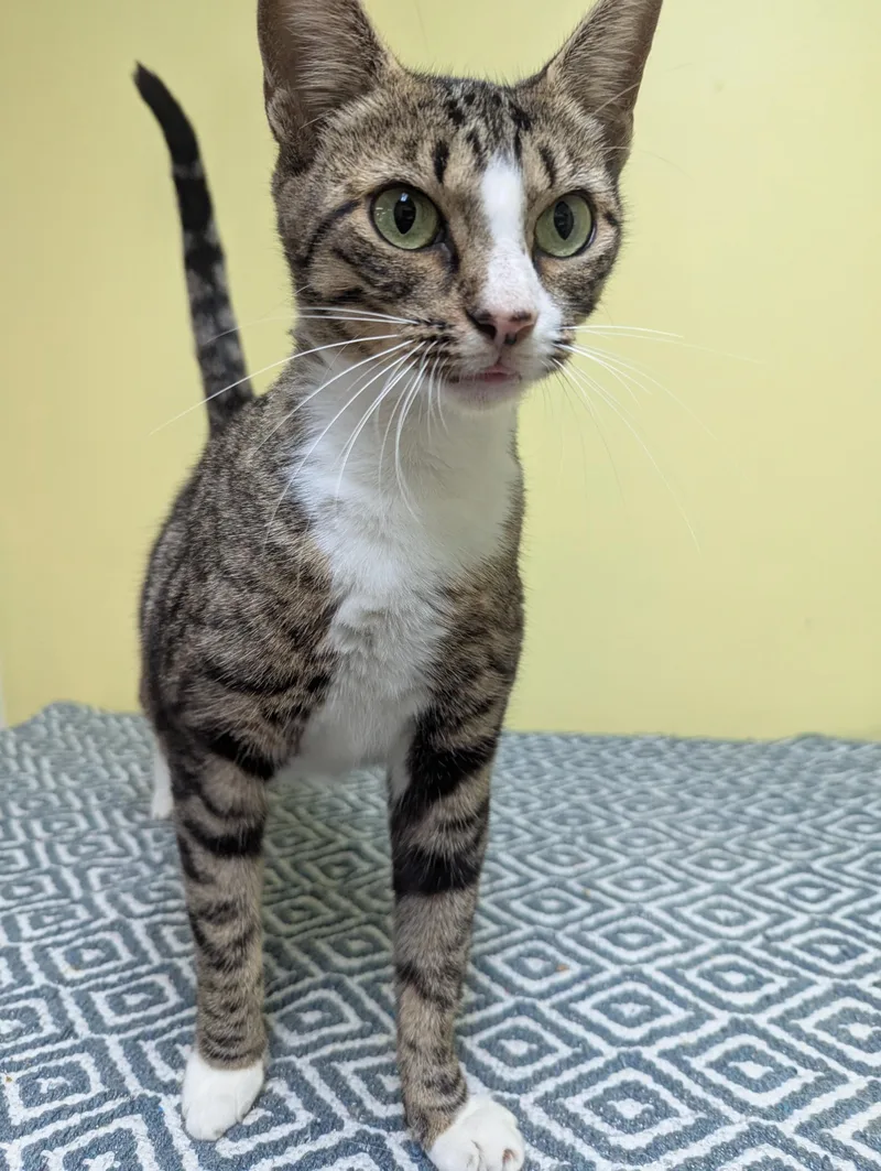 An adult large-sized female Tabby (Brown / Chocolate) Domestic Short Hair cat named Amelia for adoption in Jackson, GA