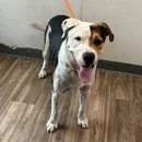 A young medium-sized male Pit Bull Terrier dog named Sheldon for adoption in Long Beach, CA