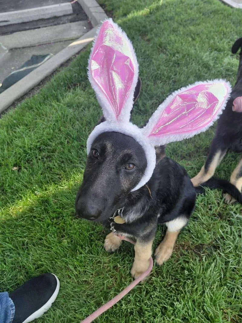 A young medium-sized male German Shepherd Dog dog named Phoenix for adoption in Cupertino, CA