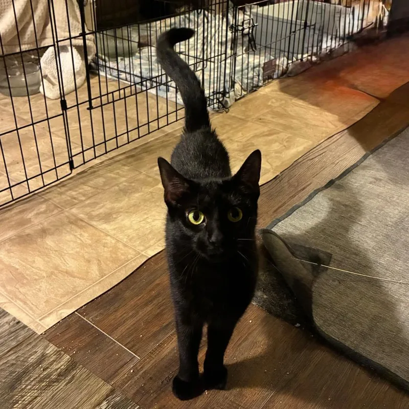 A young small-sized female Black Domestic Short Hair cat named Mary for adoption in Carmel, IN