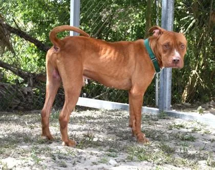A young large-sized male Brown / Chocolate American Staffordshire Terrier dog named Gilbert for adoption in Inverness, FL
