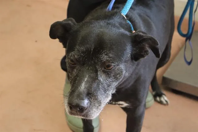 A senior medium-sized female Mixed Breed dog named Midnight for adoption in Columbia, SC