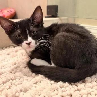 A baby small-sized female Black Domestic Short Hair cat named Paris for adoption in Prescott, AZ