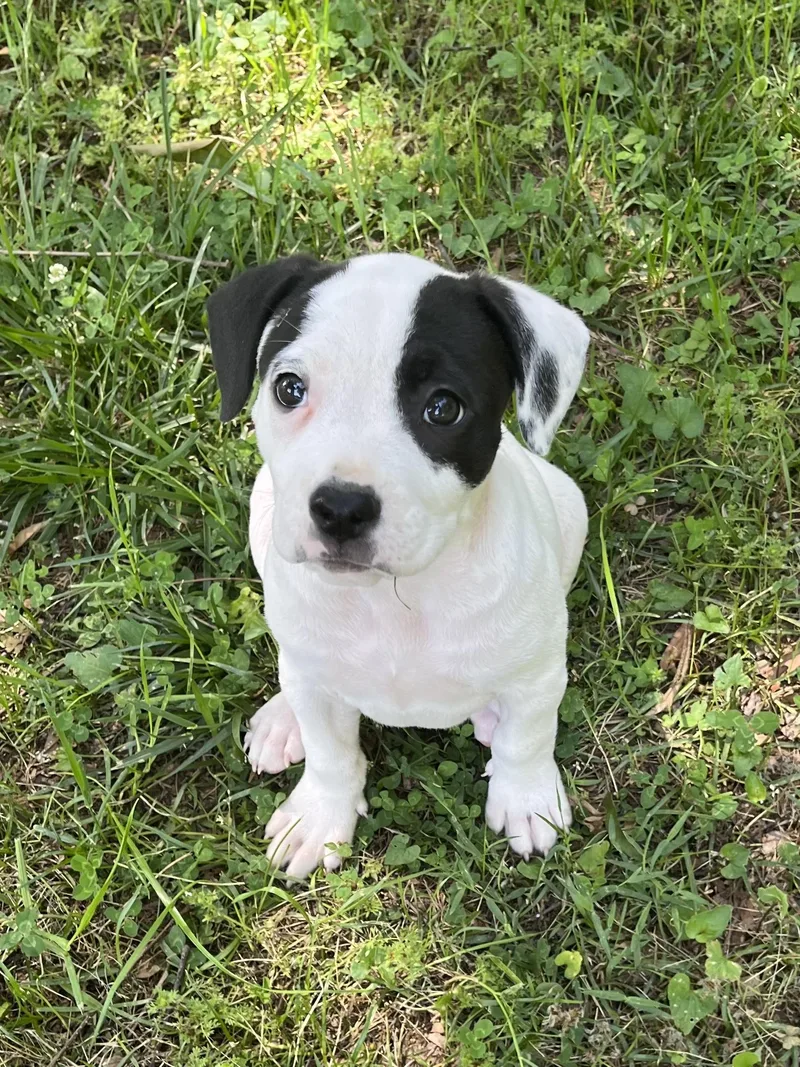 A baby medium-sized female White / Cream Terrier dog named Pansy for adoption in Greensboro, GA
