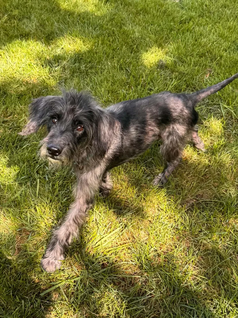 A young medium-sized male Terrier dog named Artie for adoption in Buffalo, NY