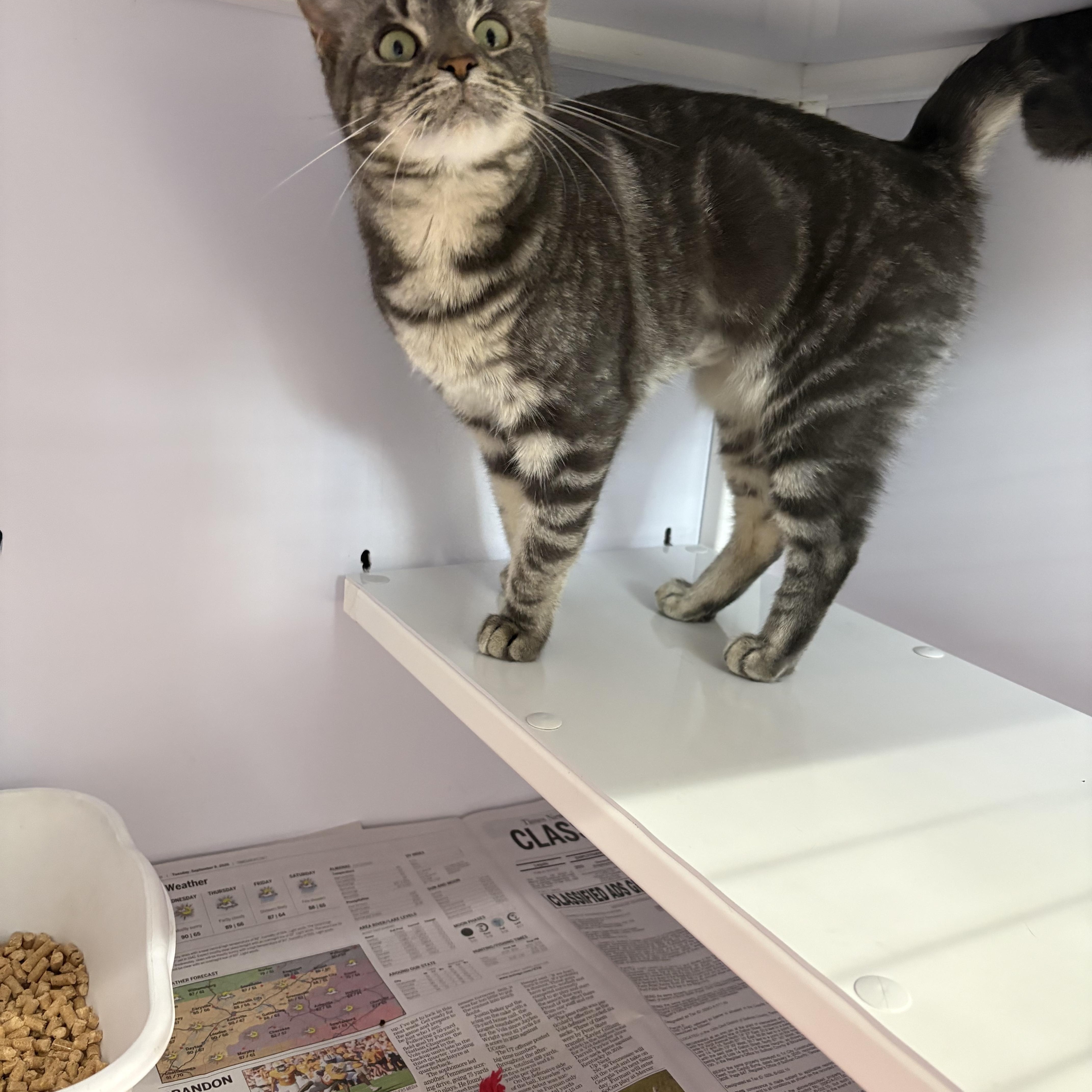 A young small-sized female Tabby (Gray / Blue / Silver) Domestic Short Hair cat named Humble for adoption in Rogersville, TN