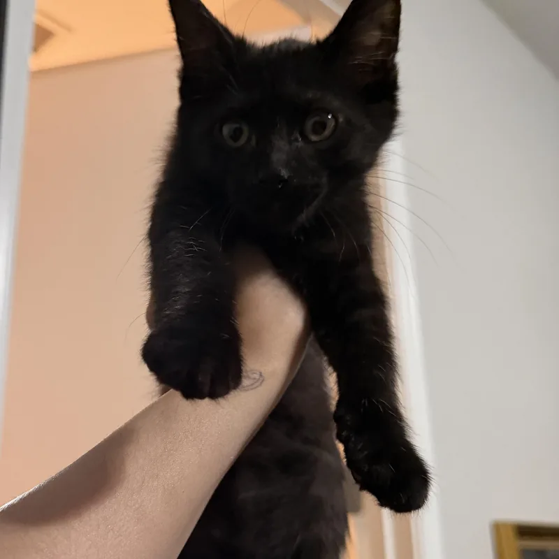 A baby small-sized male Domestic Short Hair cat named Benedict for adoption in Chandler, AZ