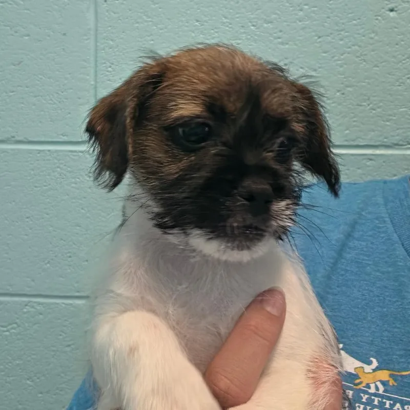 A baby small-sized male Brown / Chocolate Mixed Breed dog named Rocket for adoption in Naples, FL