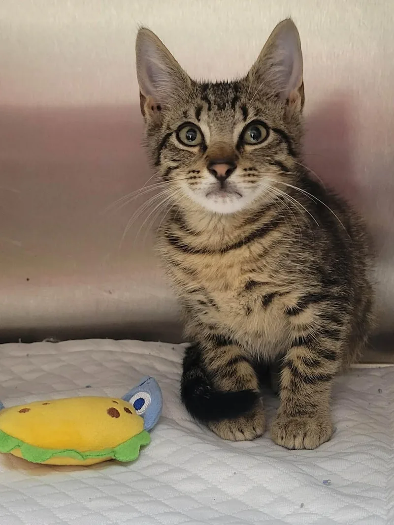 A baby medium-sized male Tabby (Brown / Chocolate) Domestic Short Hair cat named Adam for adoption in LaPlace, LA