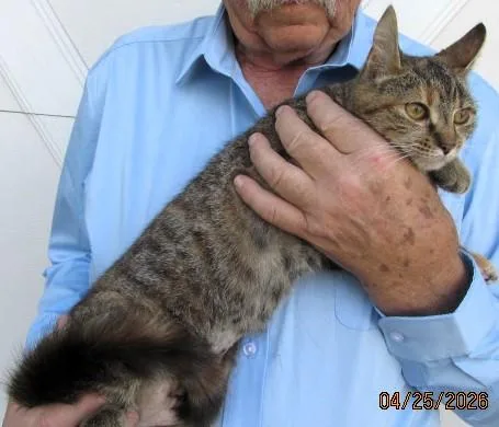 A baby medium-sized female Tabby (Brown / Chocolate) Domestic Short Hair cat named Ruby for adoption in Paris, KY