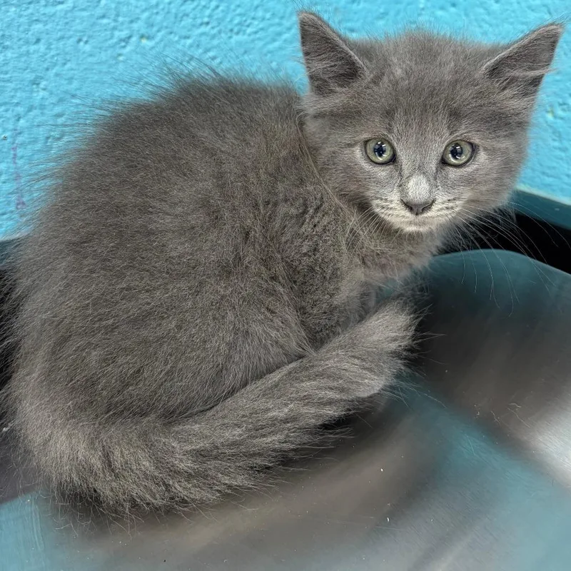 A baby small-sized female Domestic Medium Hair cat named Lily for adoption in Philadelphia, PA