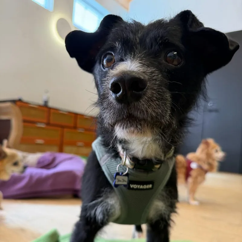 A senior small-sized male Terrier dog named John John for adoption in San Francisco, CA